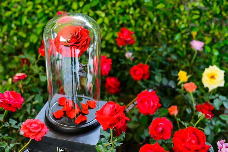 Rosas preservadas en Ferrol